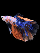 Load image into Gallery viewer, Male Rosetail - Galaxy #1420 - Live Betta Fish
