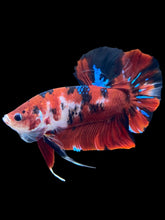 Load image into Gallery viewer, GIANT Male Halfmoon Plakat - Red Galaxy #1421 - Live Betta Fish
