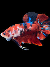 Load image into Gallery viewer, GIANT Male Halfmoon Plakat - Red Galaxy #1421 - Live Betta Fish

