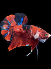 Load image into Gallery viewer, GIANT Male Halfmoon Plakat - Red Galaxy #1421 - Live Betta Fish
