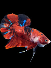 Load image into Gallery viewer, GIANT Male Halfmoon Plakat - Red Galaxy #1421 - Live Betta Fish
