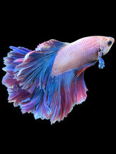 Load image into Gallery viewer, Male Rosetail - Two Tone #1422 - Live Betta Fish
