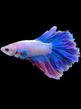 Load image into Gallery viewer, Male Rosetail - Two Tone #1422 - Live Betta Fish

