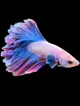 Load image into Gallery viewer, Male Rosetail - Two Tone #1422 - Live Betta Fish
