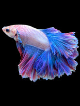 Load image into Gallery viewer, Male Rosetail - Two Tone #1422 - Live Betta Fish
