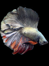 Load image into Gallery viewer, Male Fullmoon - Fancy Copper #1423 - Live Betta Fish
