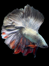 Load image into Gallery viewer, Male Fullmoon - Fancy Copper #1423 - Live Betta Fish
