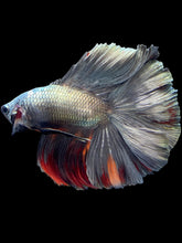 Load image into Gallery viewer, Male Fullmoon - Fancy Copper #1423 - Live Betta Fish
