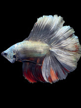 Load image into Gallery viewer, Male Fullmoon - Fancy Copper #1423 - Live Betta Fish
