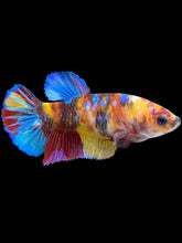 Load image into Gallery viewer, Female Halfmoon Plakat - Multicolor #1424 - Live Betta Fish
