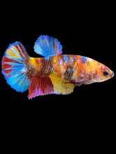 Load image into Gallery viewer, Female Halfmoon Plakat - Multicolor #1424 - Live Betta Fish
