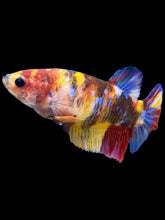 Load image into Gallery viewer, Female Halfmoon Plakat - Multicolor #1424 - Live Betta Fish
