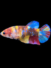 Load image into Gallery viewer, Female Halfmoon Plakat - Multicolor #1424 - Live Betta Fish
