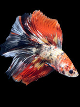 Load image into Gallery viewer, Male Fullmoon - Nemo Copper #1425 - Live Betta Fish
