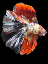 Load image into Gallery viewer, Male Fullmoon - Nemo Copper #1425 - Live Betta Fish

