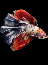 Load image into Gallery viewer, Male Fullmoon - Nemo Copper #1425 - Live Betta Fish
