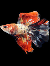 Load image into Gallery viewer, Male Fullmoon - Nemo Copper #1425 - Live Betta Fish
