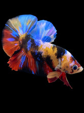 Load image into Gallery viewer, Male Halfmoon Plakat - Multicolor #1426 - Live Betta Fish
