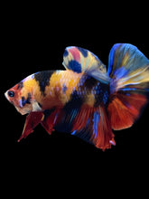 Load image into Gallery viewer, Male Halfmoon Plakat - Multicolor #1426 - Live Betta Fish
