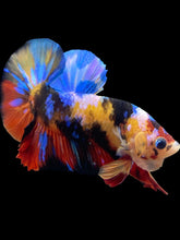 Load image into Gallery viewer, Male Halfmoon Plakat - Multicolor #1426 - Live Betta Fish
