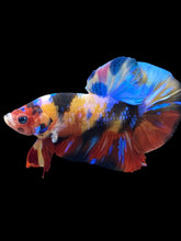 Load image into Gallery viewer, Male Halfmoon Plakat - Multicolor #1426 - Live Betta Fish
