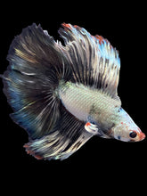 Load image into Gallery viewer, Male Fullmoon - Snow Copper #1428 - Live Betta Fish
