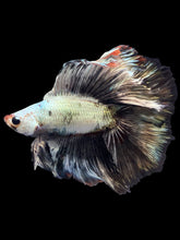 Load image into Gallery viewer, Male Fullmoon - Snow Copper #1428 - Live Betta Fish
