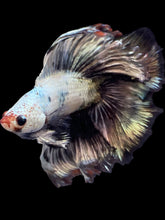 Load image into Gallery viewer, Male Fullmoon - Snow Copper #1428 - Live Betta Fish
