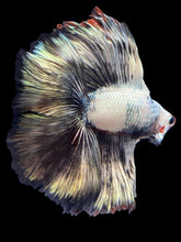 Load image into Gallery viewer, Male Fullmoon - Snow Copper #1428 - Live Betta Fish
