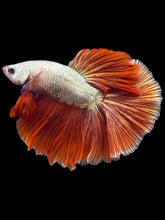 Load image into Gallery viewer, Male Halfmoon - Fancy Rosegold #1429 - Live Betta Fish
