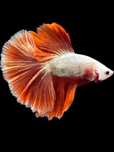 Load image into Gallery viewer, Male Halfmoon - Fancy Rosegold #1429 - Live Betta Fish
