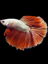 Load image into Gallery viewer, Male Halfmoon - Fancy Rosegold #1429 - Live Betta Fish
