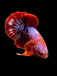 Male Halfmoon Plakat - Red FCCP #142 - Live Betta Fish