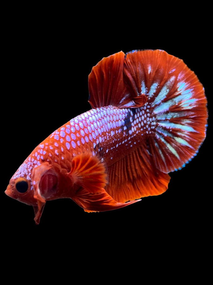 Male Halfmoon Plakat - Red FCCP #142 - Live Betta Fish