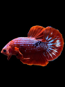 Male Halfmoon Plakat - Red FCCP #142 - Live Betta Fish