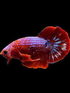 Male Halfmoon Plakat - Red FCCP #142 - Live Betta Fish