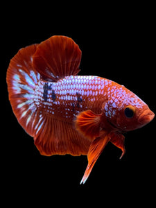 Male Halfmoon Plakat - Red FCCP #142 - Live Betta Fish