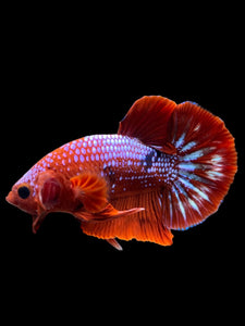 Male Halfmoon Plakat - Red FCCP #142 - Live Betta Fish