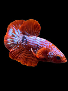 Male Halfmoon Plakat - Red FCCP #142 - Live Betta Fish