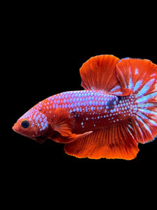 Male Halfmoon Plakat - Red FCCP #142 - Live Betta Fish