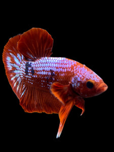 Male Halfmoon Plakat - Red FCCP #142 - Live Betta Fish