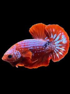 Male Halfmoon Plakat - Red FCCP #142 - Live Betta Fish