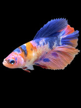 Load image into Gallery viewer, TOP GRADE Female Halfmoon - Galaxy #1430 - Live Betta Fish
