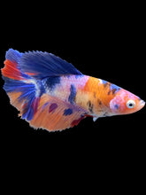 Load image into Gallery viewer, TOP GRADE Female Halfmoon - Galaxy #1430 - Live Betta Fish
