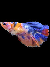 Load image into Gallery viewer, TOP GRADE Female Halfmoon - Galaxy #1430 - Live Betta Fish
