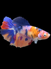 Load image into Gallery viewer, TOP GRADE Female Halfmoon - Galaxy #1430 - Live Betta Fish
