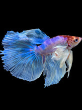 Load image into Gallery viewer, Male Halfmoon - Unicorn Dumbo #1433 - Live Betta Fish
