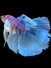 Load image into Gallery viewer, Male Halfmoon - Unicorn Dumbo #1433 - Live Betta Fish
