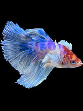 Load image into Gallery viewer, Male Halfmoon - Unicorn Dumbo #1433 - Live Betta Fish
