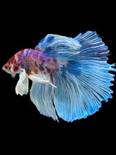 Load image into Gallery viewer, Male Halfmoon - Unicorn Dumbo #1433 - Live Betta Fish
